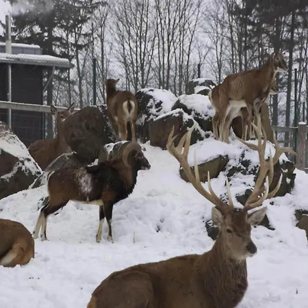 Finnische Blockhausstilhaeuser Im Harz Holiday home *